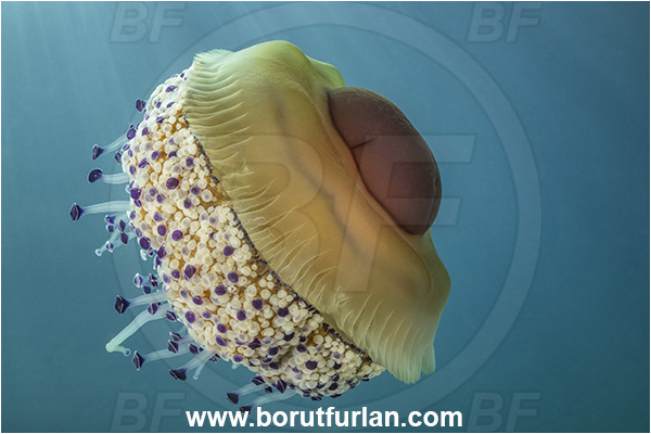 Secovlje, Slovenia, Adriatic sea, Mediterranean sea, Cotylorhiza tuberculata, Cotylorhiza, Cepheidae, Scyphozoa, Cnidaria, Cnidarian, Fried egg jellyfish, Jellyfish