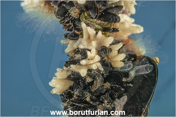 Secovlje, Slovenia, Adriatic sea, Mediterranean sea, Paraleucilla magna, Paraleucilla, Amphoriscidae, Sponge, Porifera