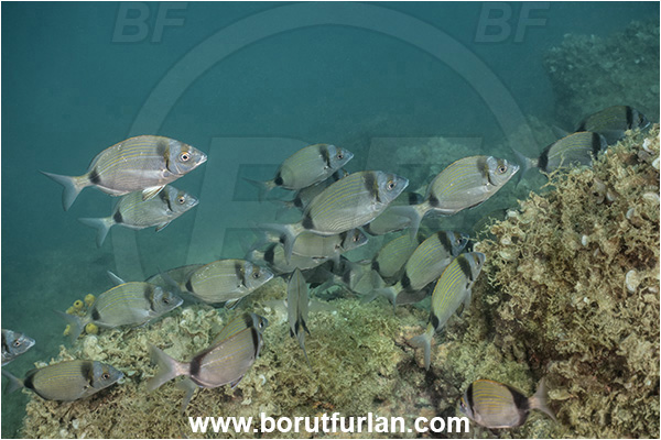 Piran, Slovenia, Adriatic sea, Mediterranean sea, Diplodus vulgaris, Diplodus, Sparidae, Common two-banded seabream, Seabream, Fish, Fish school