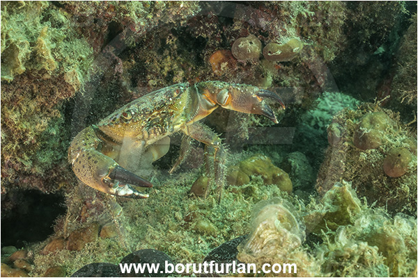 Piran, Slovenia, Adriatic sea, Mediterranean sea, Eriphia verrucosa, Eriphia, Eriphiidae, Decapoda, Crustacea, Crustacean, Convex warty crab, Yellow round crab, Crab, Egg release, Releasing eggs