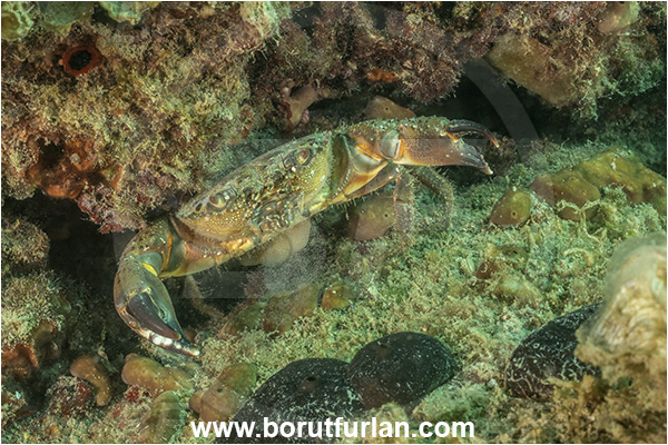 Piran, Slovenia, Adriatic sea, Mediterranean sea, Eriphia verrucosa, Eriphia, Eriphiidae, Decapoda, Crustacea, Crustacean, Convex warty crab, Yellow round crab, Crab, Egg release, Releasing eggs