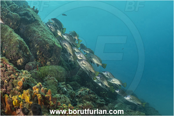 Piran, Slovenia, Adriatic sea, Mediterranean sea, Sciaena umbra, Sciaena, Sciaenidae, Brown meagre, Corb meager, Fish, Fish school, Reef