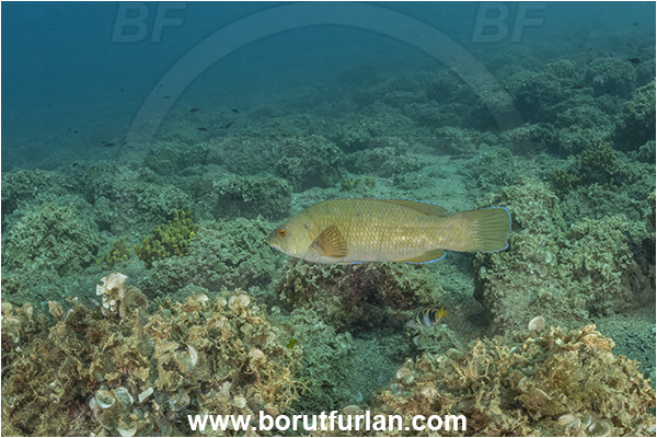 Piran, Slovenia, Adriatic sea, Mediterranean sea, Labrus merula, Labrus, Labridae, Brown wrasse, Wrasse, Fish, Reef