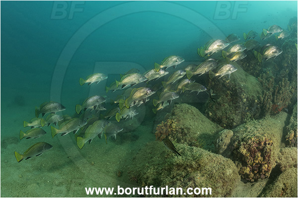 Piran, Slovenia, Adriatic sea, Mediterranean sea, Sciaena umbra, Sciaena, Sciaenidae, Brown meagre, Corb meager, Fish, Fish school, Reef