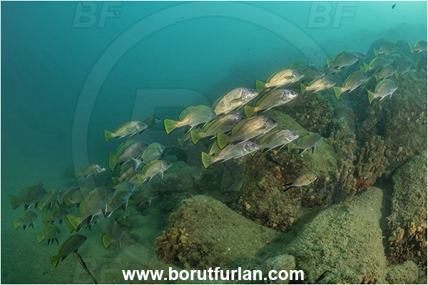 Piran, Slovenia, Adriatic sea, Mediterranean sea, Sciaena umbra, Sciaena, Sciaenidae, Brown meagre, Corb meager, Fish, Fish school, Reef