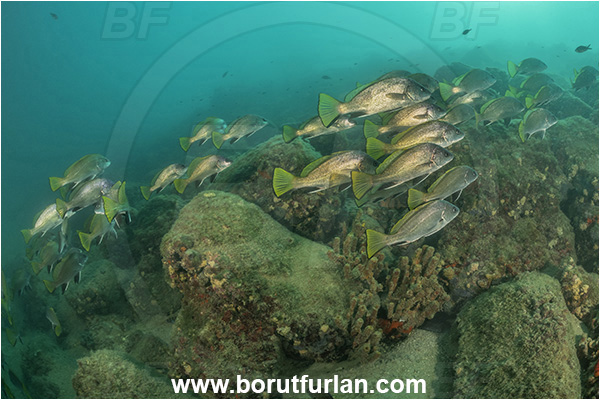 Piran, Slovenia, Adriatic sea, Mediterranean sea, Sciaena umbra, Sciaena, Sciaenidae, Brown meagre, Corb meager, Fish, Fish school, Reef