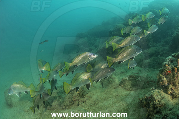 Piran, Slovenia, Adriatic sea, Mediterranean sea, Sciaena umbra, Sciaena, Sciaenidae, Brown meagre, Corb meager, Fish, Fish school, Reef