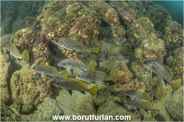 Piran, Slovenia, Adriatic sea, Mediterranean sea, Sciaena umbra, Sciaena, Sciaenidae, Brown meagre, Corb meager, Fish, Fish school, Reef