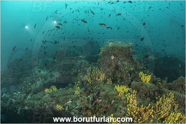 Pula, Istria, Croatia, Adriatic sea, Mediterranean sea, Wreck Baron Gautsch, Baron Gautsch, Wreck, Divers, Aplysina aerophoba, Aplysina, Aplysinidae, Yellow Tube Sponge, Golden Sponge, Sponge, Porifera