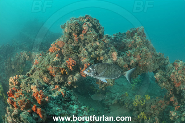 Rovinj, Istria, Croatia, Adriatic sea, Mediterranean sea, Wreck Giuseppe Dezza, Giuseppe Dezza, Wreck, Diplodus puntazzo, Diplodus, Sparidae, Sharpsnout seabream, Bream, Fish