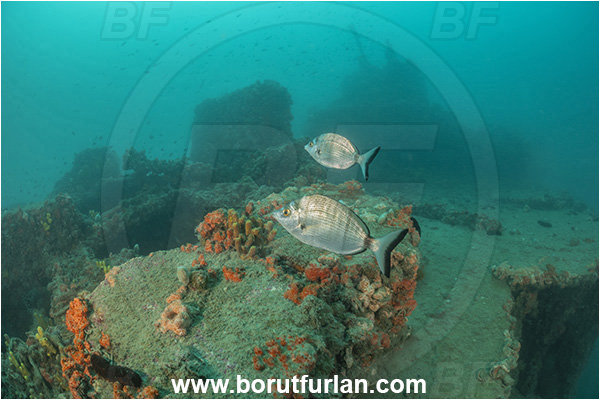 Rovinj, Istria, Croatia, Adriatic sea, Mediterranean sea, Wreck Giuseppe Dezza, Giuseppe Dezza, Wreck, Diplodus puntazzo, Diplodus, Sparidae, Sharpsnout seabream, Bream, Fish