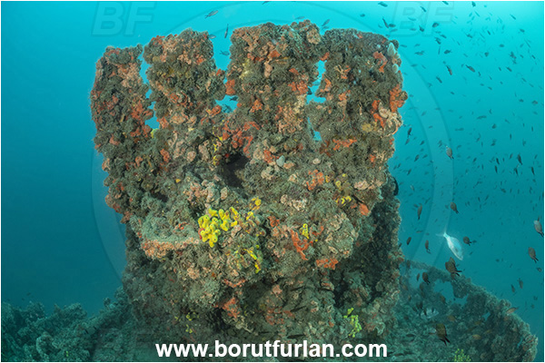 Rovinj, Istria, Croatia, Adriatic sea, Mediterranean sea, Wreck Giuseppe Dezza, Giuseppe Dezza, Wreck
