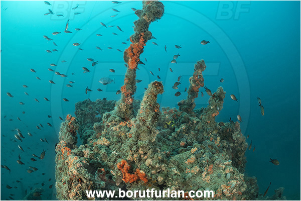 Rovinj, Istria, Croatia, Adriatic sea, Mediterranean sea, Wreck Giuseppe Dezza, Giuseppe Dezza, Wreck, Chromis chromis, Chromis, Pomacentridae, Mediterranean damselfish, Damselfish, Fish, Fish school