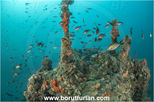 Rovinj, Istria, Croatia, Adriatic sea, Mediterranean sea, Wreck Giuseppe Dezza, Giuseppe Dezza, Wreck, Chromis chromis, Chromis, Pomacentridae, Mediterranean damselfish, Damselfish, Fish, Fish school