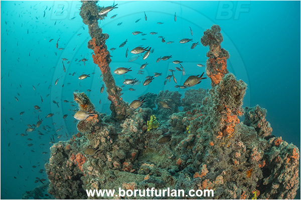 Rovinj, Istria, Croatia, Adriatic sea, Mediterranean sea, Wreck Giuseppe Dezza, Giuseppe Dezza, Wreck, Chromis chromis, Chromis, Pomacentridae, Mediterranean damselfish, Damselfish, Fish, Fish school