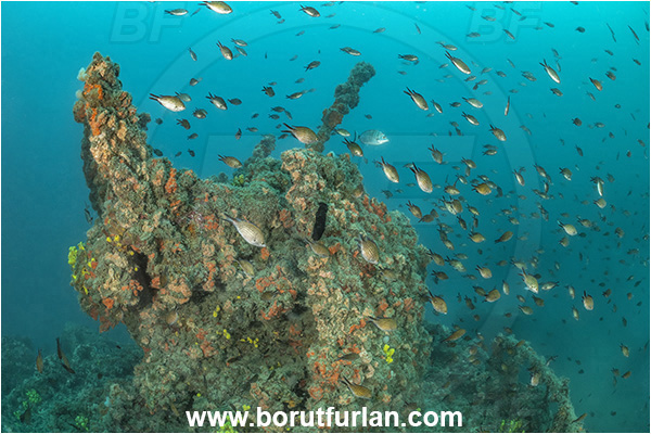 Rovinj, Istria, Croatia, Adriatic sea, Mediterranean sea, Wreck Giuseppe Dezza, Giuseppe Dezza, Wreck, Chromis chromis, Chromis, Pomacentridae, Mediterranean damselfish, Damselfish, Fish, Fish school