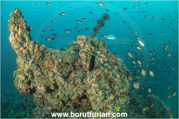 Rovinj, Istria, Croatia, Adriatic sea, Mediterranean sea, Wreck Giuseppe Dezza, Giuseppe Dezza, Wreck, Chromis chromis, Chromis, Pomacentridae, Mediterranean damselfish, Damselfish, Fish, Fish school