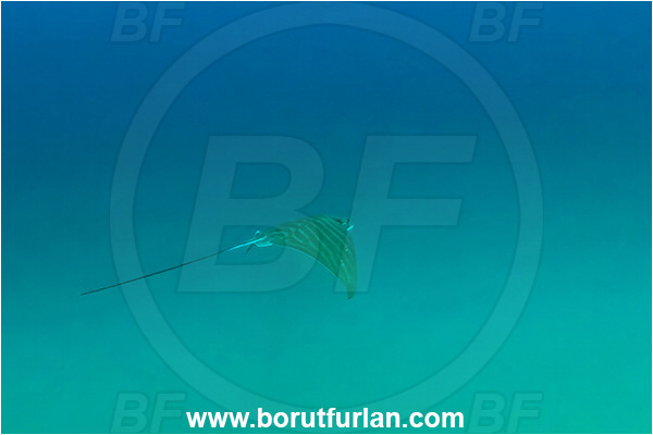 Piran, Slovenia, Adriatic sea, Mediterranean sea, Aetomylaeus bovinus, Aetomylaeus, Myliobatidae, Elasmobranchii, Bull ray, Duckbill ray, Eagle ray, Fish