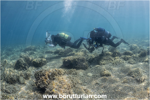 Piran, Slovenia, Adriatic sea, Mediterranean seal, Reef, Diver, Underwater photographer