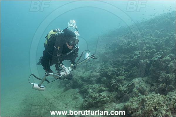 Piran, Slovenia, Adriatic sea, Mediterranean seal, Reef, Diver, Underwater photographer