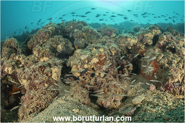 Piran, Slovenia, Adriatic sea, Mediterranean sea, Pomatoschistus quagga, Pomatoschistus, Gobiidae, Quagga goby, Goby, Fish, Fish school, Reef