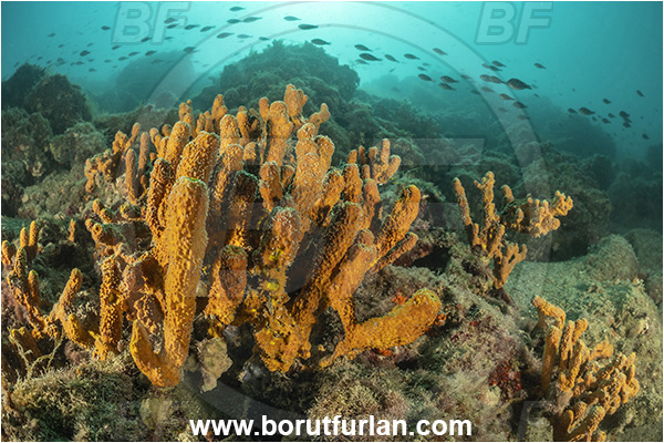 Piran, Slovenia, Adriatic sea, Mediterranean sea, Aplysina aerophoba, Aplysina, Aplysinidae, Yellow Tube Sponge, Golden Sponge, Sponge, Porifera, Reef