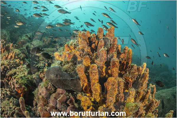 Piran, Slovenia, Adriatic sea, Mediterranean sea, Aplysina aerophoba, Aplysina, Aplysinidae, Yellow Tube Sponge, Golden Sponge, Sponge, Porifera, Reef, Chromis chromis, Chromis, Pomacentridae, Mediterranean damselfish, Damselfish, Fish school, Fish