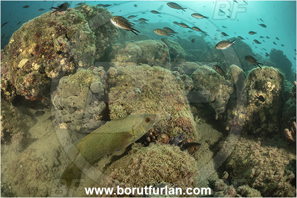 Piran, Slovenia, Adriatic sea, Mediterranean sea, Labrus merula, Labrus, Labridae, Brown wrasse, Wrasse, Fish, Reef, Chromis chromis, Chromis, Pomacentridae, Mediterranean damselfish, Damselfish, Fish school