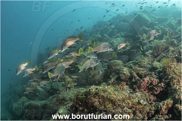 Piran, Slovenia, Adriatic sea, Mediterranean sea, Sciaena umbra, Sciaena, Sciaenidae, Brown meagre, Corb meager, Fish, Fish school, Reef