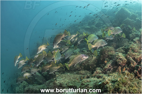 Piran, Slovenia, Adriatic sea, Mediterranean sea, Sciaena umbra, Sciaena, Sciaenidae, Brown meagre, Corb meager, Fish, Fish school, Reef