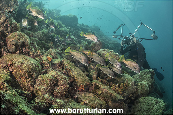 Piran, Slovenia, Adriatic sea, Mediterranean sea, Sciaena umbra, Sciaena, Sciaenidae, Brown meagre, Corb meager, Fish, Fish school, Reef, Diver, Underwater photographer
