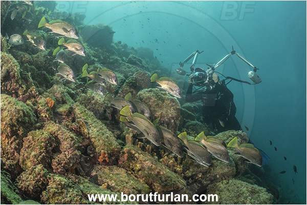 Piran, Slovenia, Adriatic sea, Mediterranean sea, Sciaena umbra, Sciaena, Sciaenidae, Brown meagre, Corb meager, Fish, Fish school, Reef, Diver, Underwater photographer