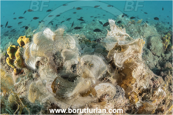 Piran, Slovenia, Adriatic sea, Mediterranean sea, Padina pavonica, Padina, Dictyotaceae, Peacock