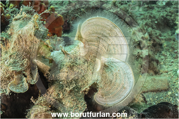 Piran, Slovenia, Adriatic sea, Mediterranean sea, Padina pavonica, Padina, Dictyotaceae, Peacock