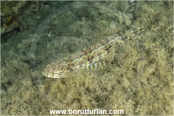 Calabria, Italy, Ionian Sea, Mediterranean sea, Synodus saurus, Synodus, Synodontidae, Atlantic lizardfish, Lizardfish, Fish