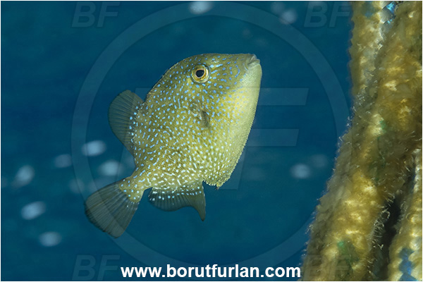 Calabria, Italy, Ionian Sea, Mediterranean sea, Balistes capriscus, Balistes, Balistidae, Grey triggerfish, Triggerfish, Fish