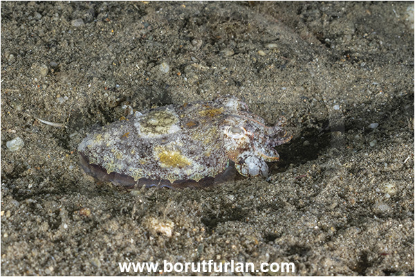 Calabria, Italy, Ionian Sea, Mediterranean sea, Sepia elegans, Sepia, Sepiidae, European cuttlefish, Elegant cuttlefish, Cuttlefish, Cephalopoda, Mollusca, Mollusc