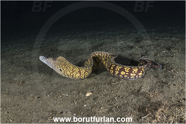 Calabria, Italy, Ionian Sea, Mediterranean sea, Muraena helena, Muraena, Muraenidae, Mediterranean moray, Moray, Fish, Sand