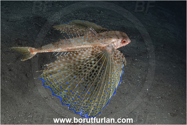 Calabria, Italy, Ionian Sea, Mediterranean sea, Dactylopterus volitans, Dactylopterus, Dactylopteridae, Helmet gurnard, Flying gurnard, Fish