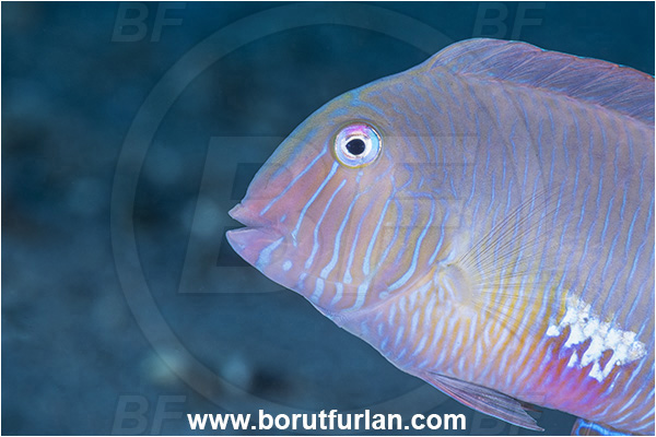 Calabria, Italy, Ionian Sea, Mediterranean sea, Xyrichtys novacula, Xyrichtys, Labridae, Pearly razorfish, Razorfish, Wrasse, Fish, Portrait