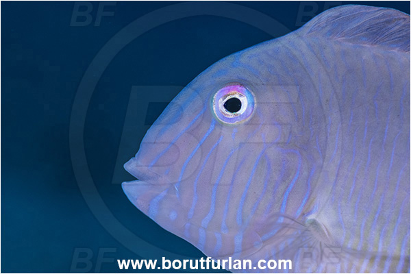 Calabria, Italy, Ionian Sea, Mediterranean sea, Xyrichtys novacula, Xyrichtys, Labridae, Pearly razorfish, Razorfish, Wrasse, Fish, Portrait