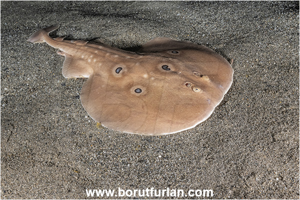 Calabria, Italy, Ionian Sea, Mediterranean sea, Torpedo torpedo, Torpedo, Torpedinidae, Elasmobranchii, Common electric ray, Electric ray, Fish, Sand