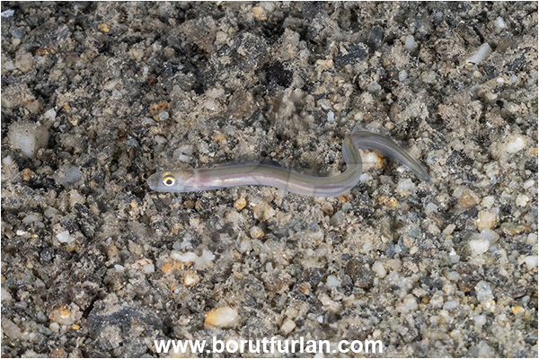 Calabria, Italy, Ionian Sea, Mediterranean sea, Ariosoma balearicum, Ariosoma, Congridae, Bandtooth conger, Conger, Fish