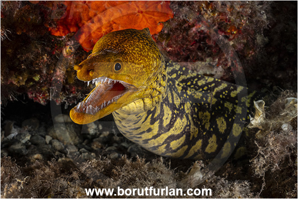 Calabria, Italy, Ionian Sea, Mediterranean sea, Enchelycore anatina, Enchelycore, Muraenidae, Fangtooth moray, Moray, Fish, Portrait