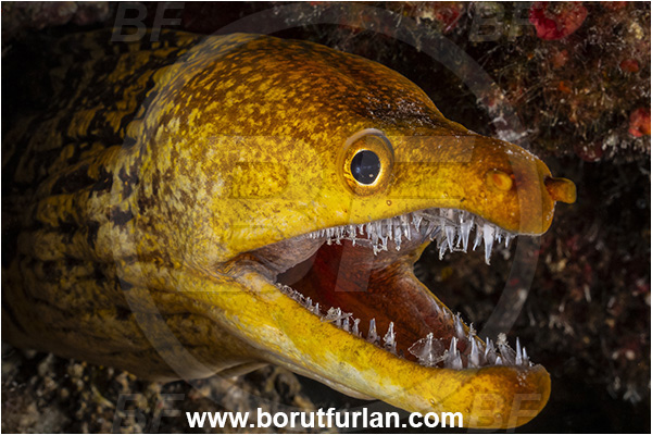 Calabria, Italy, Ionian Sea, Mediterranean sea, Enchelycore anatina, Enchelycore, Muraenidae, Fangtooth moray, Moray, Fish, Portrait