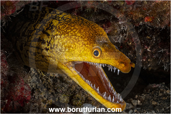 Calabria, Italy, Ionian Sea, Mediterranean sea, Enchelycore anatina, Enchelycore, Muraenidae, Fangtooth moray, Moray, Fish, Portrait
