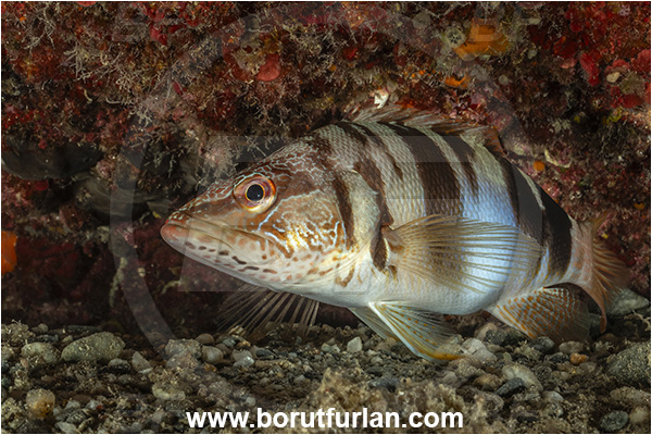 Calabria, Italy, Ionian Sea, Mediterranean sea, Serranus scriba, Serranus, Serranidae, Painted comber, Fish