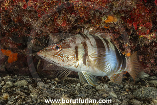 Calabria, Italy, Ionian Sea, Mediterranean sea, Serranus scriba, Serranus, Serranidae, Painted comber, Fish