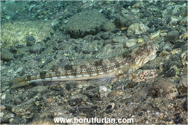 Calabria, Scilla, Italy, Ionian Sea, Mediterranean sea, Synodus saurus, Synodus, Synodontidae, Atlantic lizardfish, Lizardfish, Fish