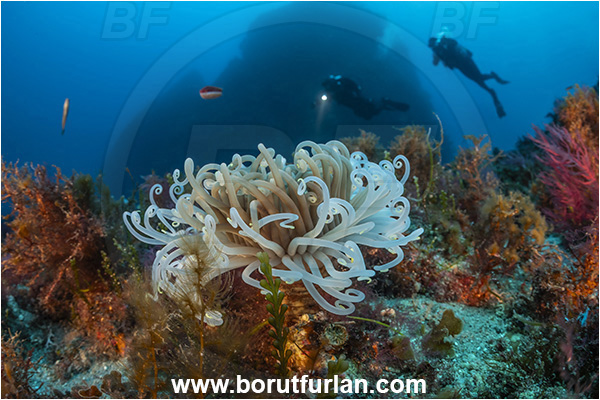 Calabria, Scilla, Italy, Tyrrhenian Sea, Mediterranean sea, Cerianthus membranaceus, Cerianthus, Cerianthidae, Cylinder anemone, Tube dwelling anemone, Tube anemone, Anemone, Anthozoa, Cnidaria, Cnidarian, Reef, Diver, Divers